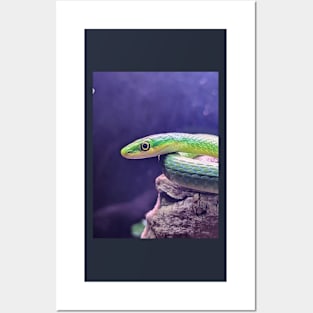 Green Python Snake Posters and Art